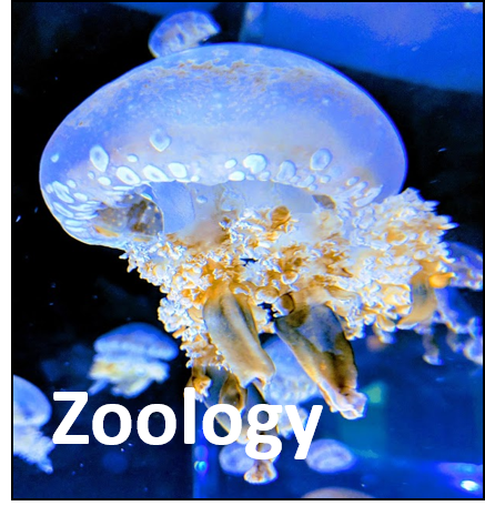 ANIMAL DIVERSITY ICON