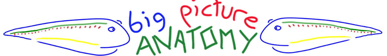 BIG PICTURE ANATOMY ICON'