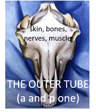 inner tube course icon